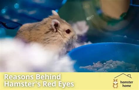 Hamster With Red Eyes: What Does It Mean and When To See A .